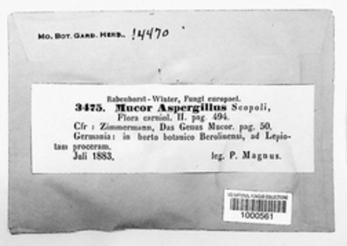 Syzygites megalocarpus image